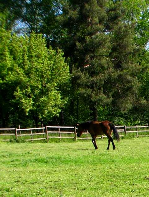 Un cavallo al pascolo